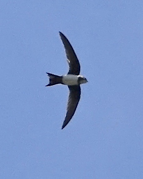alpine swift